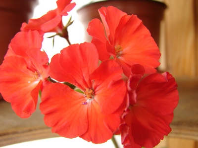 найт скарлетт