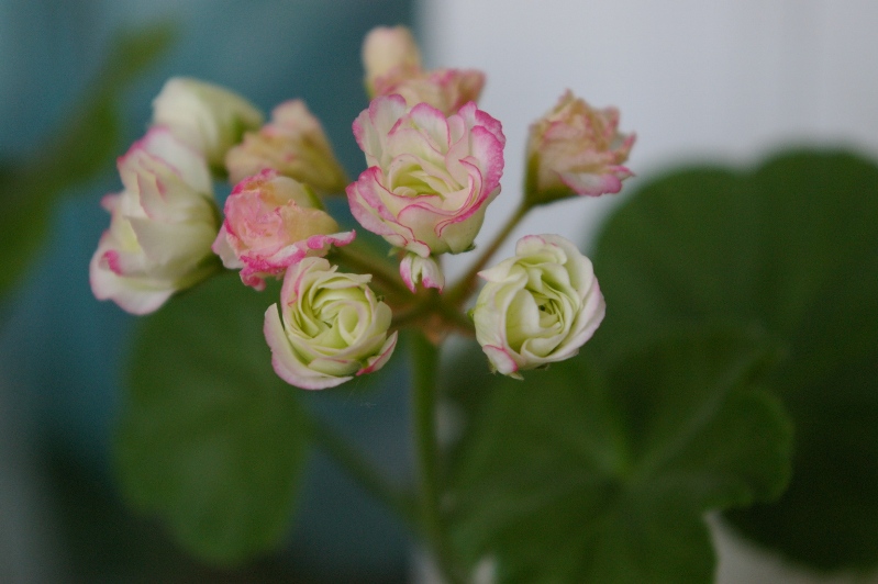 Apple Blossom с Plantencentrumexotica