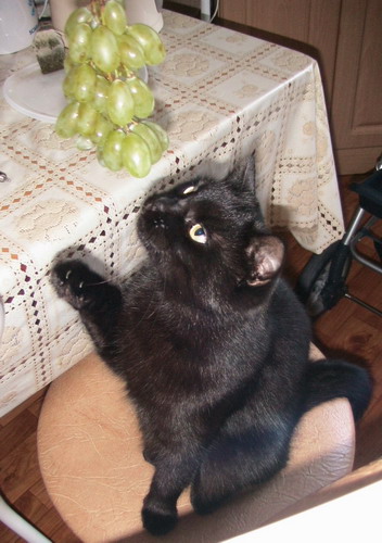 и виноград.jpg