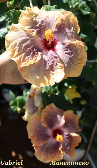 IMG_2080 Gabriel   1.jpg