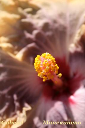 IMG_2099 где петалоиды.jpg