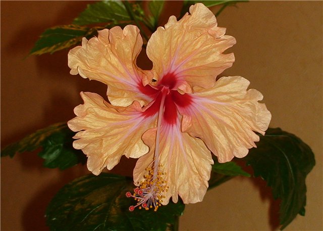 Antilles Salmon 730.jpg