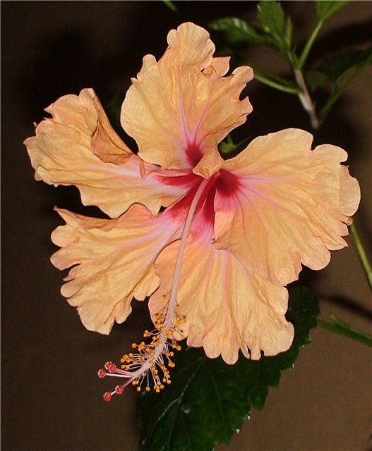 Antilles Salmon 737.jpg