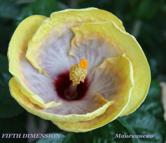 IMG_2103 FIFTH DIMENSION.jpg