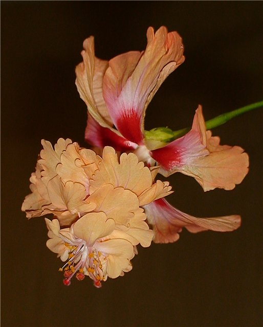 El Capitolio Tequila Sunrise 583.jpg