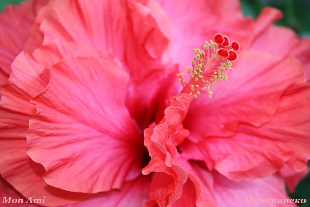 IMG_2107 Mon Ami.jpg