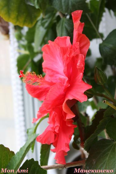 IMG_2109 гордый профиль.jpg