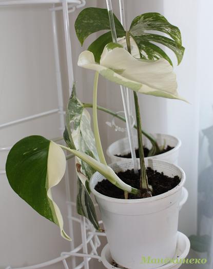 IMG_2111 Монстрилки.jpg