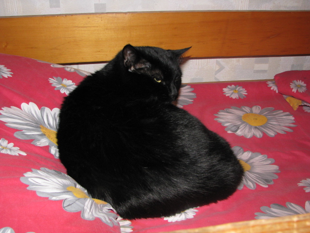 Могу и цапнуть