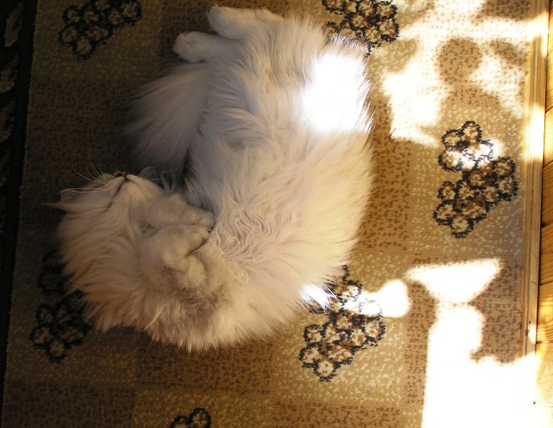 Сон в летний день