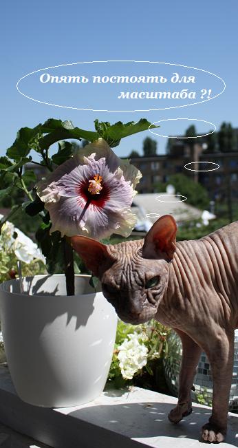 IMG_1839 маштаб.jpg