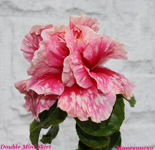 IMG_2136 Double Mini Skirt.jpg