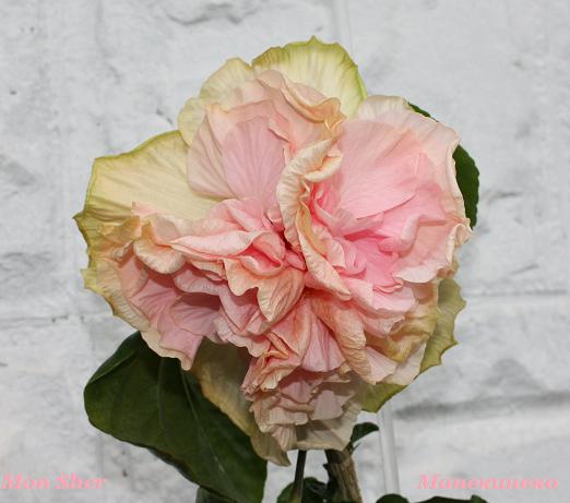 IMG_2141Mon Sher.jpg