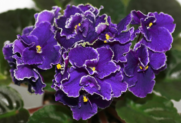 ЛЕ- Прекрасная Креолка