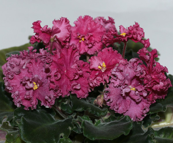 Suncoast Circus Candy