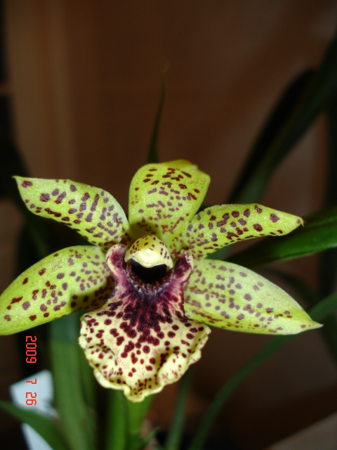 Zygopetalum PROPETALUM HARK Италия цветение июль 2009г. цветок.jpg