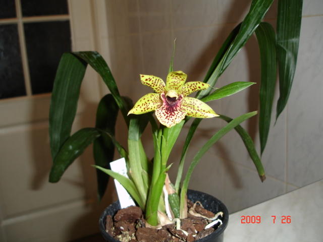 Zygopetalum PROPETALUM HARK Италия цветение июль 2009г.jpg
