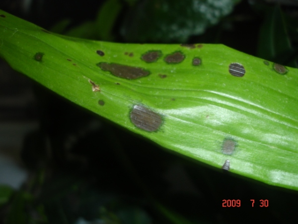 листик Зига.jpg