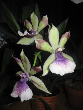 Zygopetalum Rhein Blue Angel