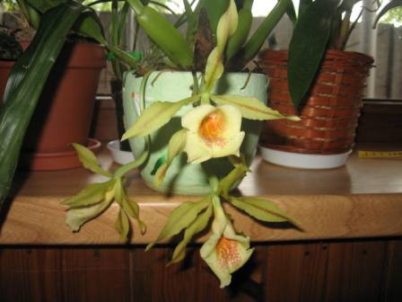 Trichopilia tortilis x turialbae