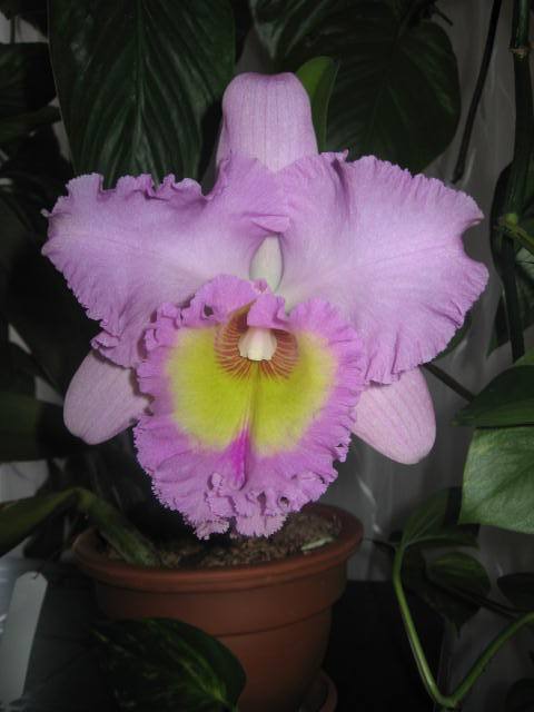 Blc. Mahina Yahiro