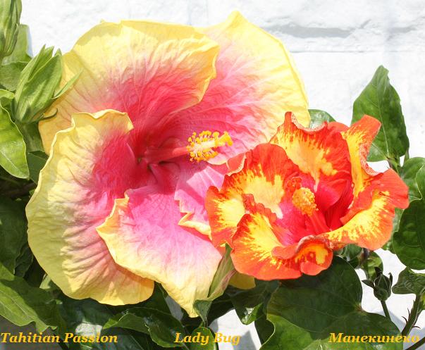 IMG_2173 10809 2.jpg