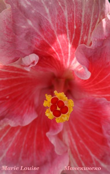 IMG_2194 10809 4.jpg