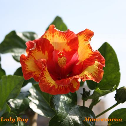 IMG_2195 10809 5.jpg