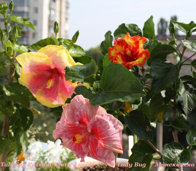 IMG_2188 10809 7.jpg