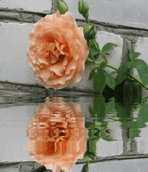 в отражении.gif