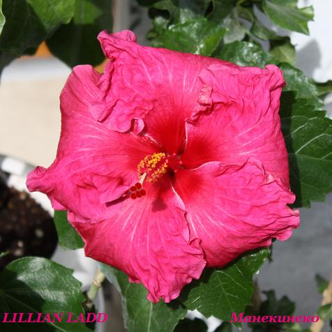 IMG_2259 LILLIAN LADD  1 60809.jpg