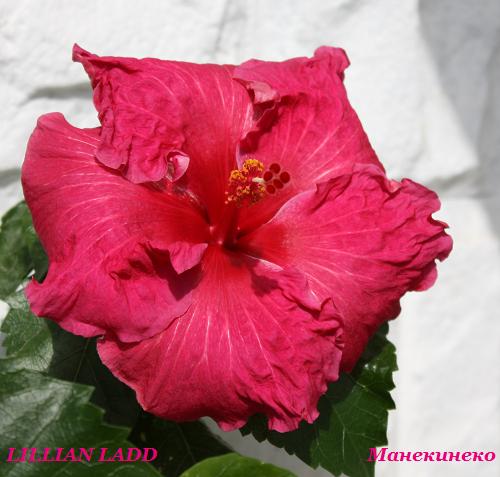 IMG_2246 LILLIAN LADD 2 60809.jpg