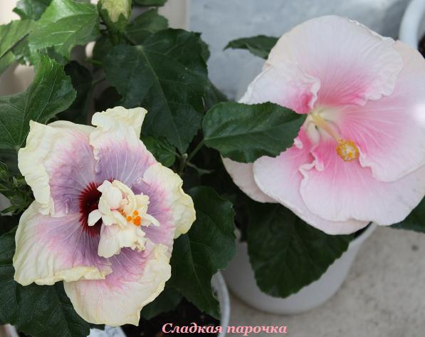 IMG_2261 сладкая парочка.jpg