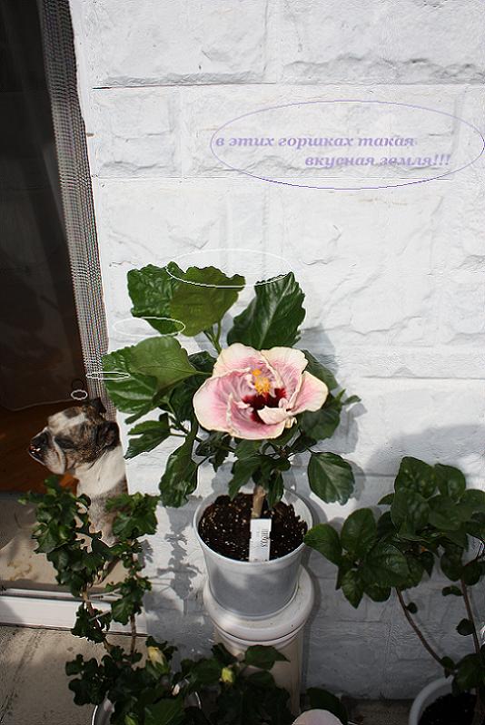 IMG_2232 мысли.jpg