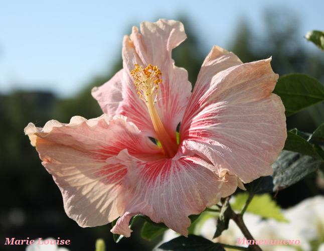 IMG_1779 Marie Louise 1.jpg