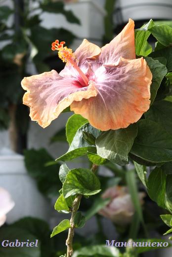 IMG_2229 райская птица габриель.jpg