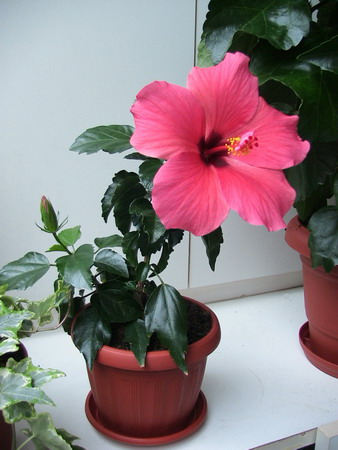 -красный голландец.jpg