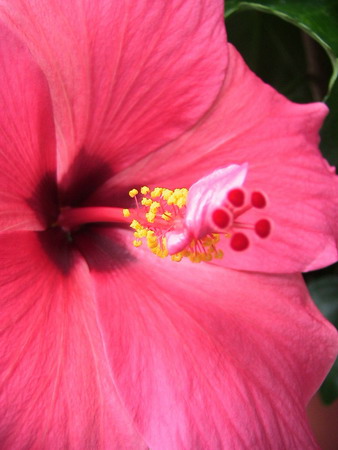 -красный голландец_2.jpg