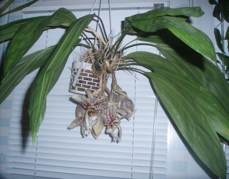 размер ратения.JPG