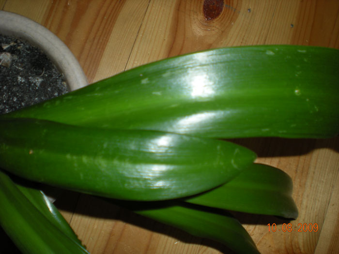 гименокаллис