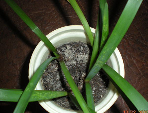 валотта, 4 луквички