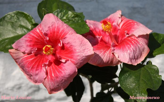 IMG_2267 Marie Louise   дублик.jpg