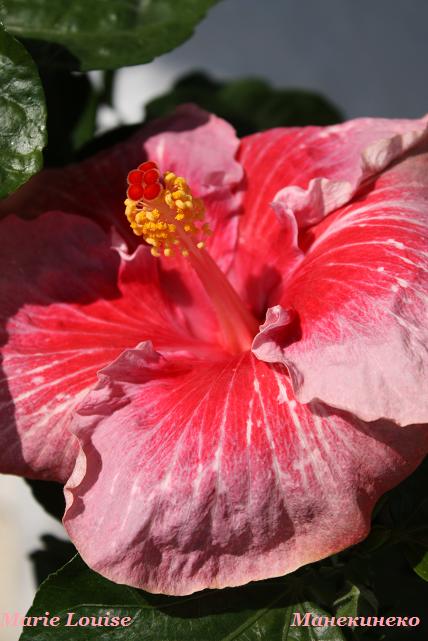 IMG_2273 Marie Louise   лепестки.jpg