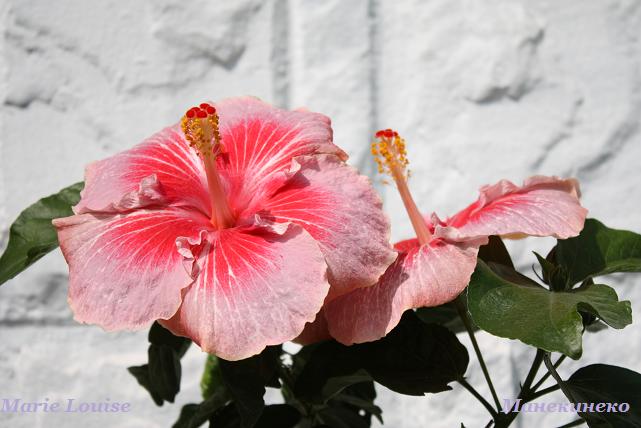 IMG_2278 Marie Louise   130809.jpg