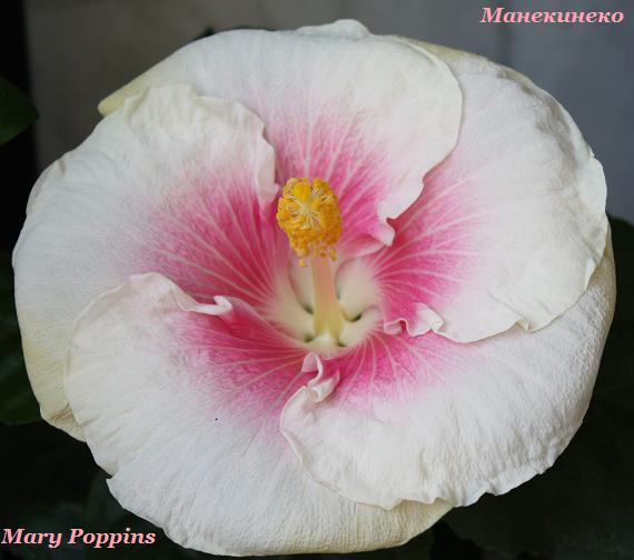 IMG_2283 Mary Poppins     130809.jpg