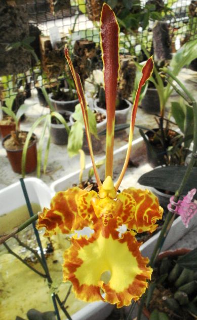 При виде этого неземного красавца я воскликнула: &quot;А что это за индеец Джо&quot;? Но это оказался какой-то &quot;псих&quot;:)) - т.е. сокращенно от названия, психо...(чего-то там)