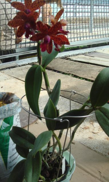 Тигровая красотка, что-то около 20 евро, при мне купили...Эхх...