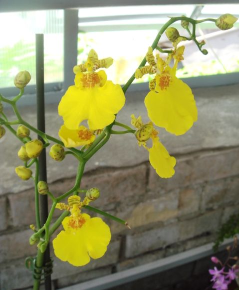 Красавчик-онцидиум, красивое взрослое цветущее растение стоило 60 грн! Сказка!!!