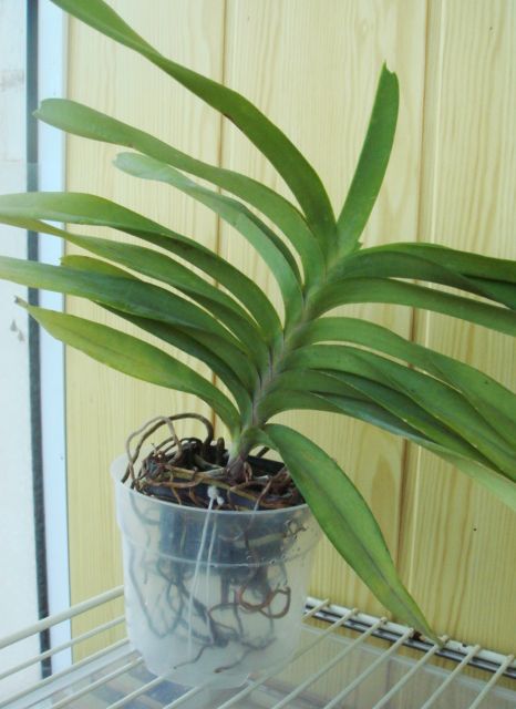 После всех моих 2-дневных бдений пока получилось так (внизу - контейнер с водой)