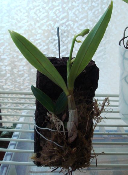 Этого малыша сегодня буду пересаживать